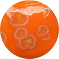 Fantasy Glaze - Sundance 140ml